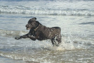 Bronte on the beach